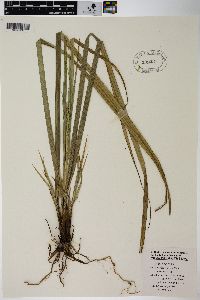 Carex heudesii image