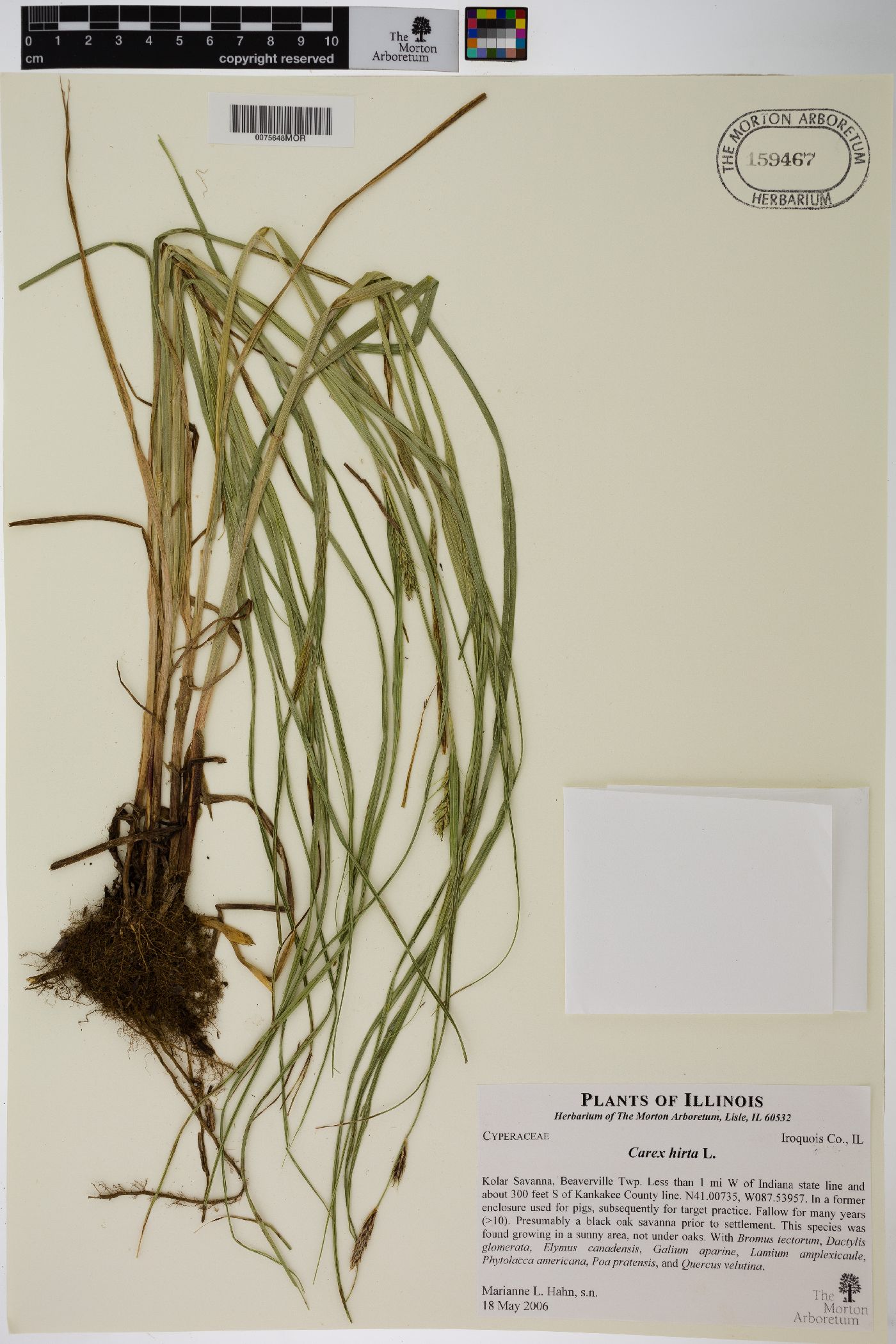 Carex hirta image