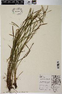 Carex hitchcockiana image