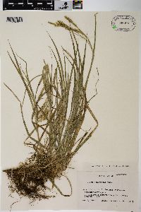 Carex hondoensis image