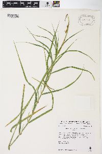 Carex muskingumensis image