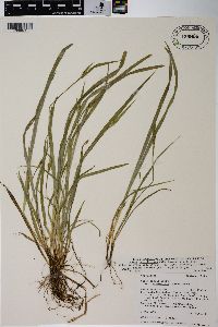 Carex cordillerana image