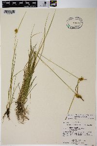 Carex cryptolepis image