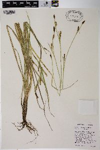 Carex klamathensis image