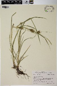 Carex louisianica image