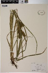 Carex lupuliformis image