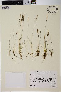 Agrostis humilis image