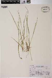 Agrostis humilis image