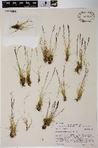 Agrostis humilis image