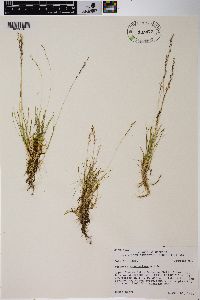 Agrostis humilis image