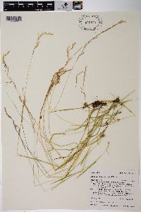 Agrostis humilis image