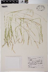 Agrostis variabilis image