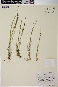 Agrostis variabilis image