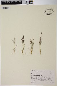 Agrostis variabilis image