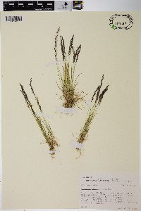 Agrostis variabilis image