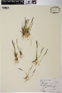 Agrostis variabilis image