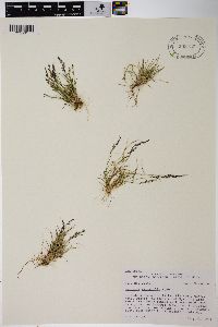 Agrostis variabilis image