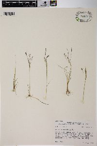 Agrostis variabilis image