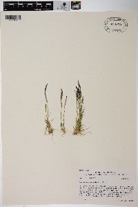 Agrostis variabilis image