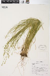 Carex radiata image