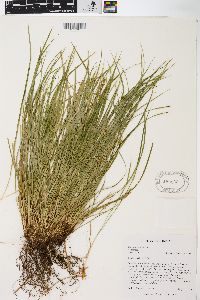 Carex jamesii image