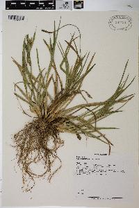 Carex glaucodea image