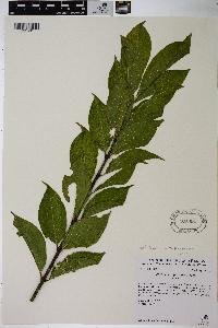 Euonymus europaea image