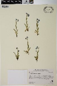 Myosotis alpestris image