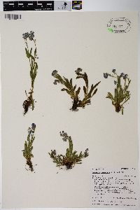 Myosotis alpestris image