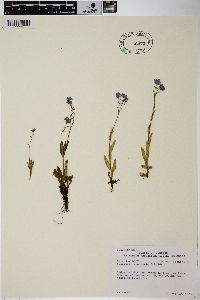 Myosotis alpestris image