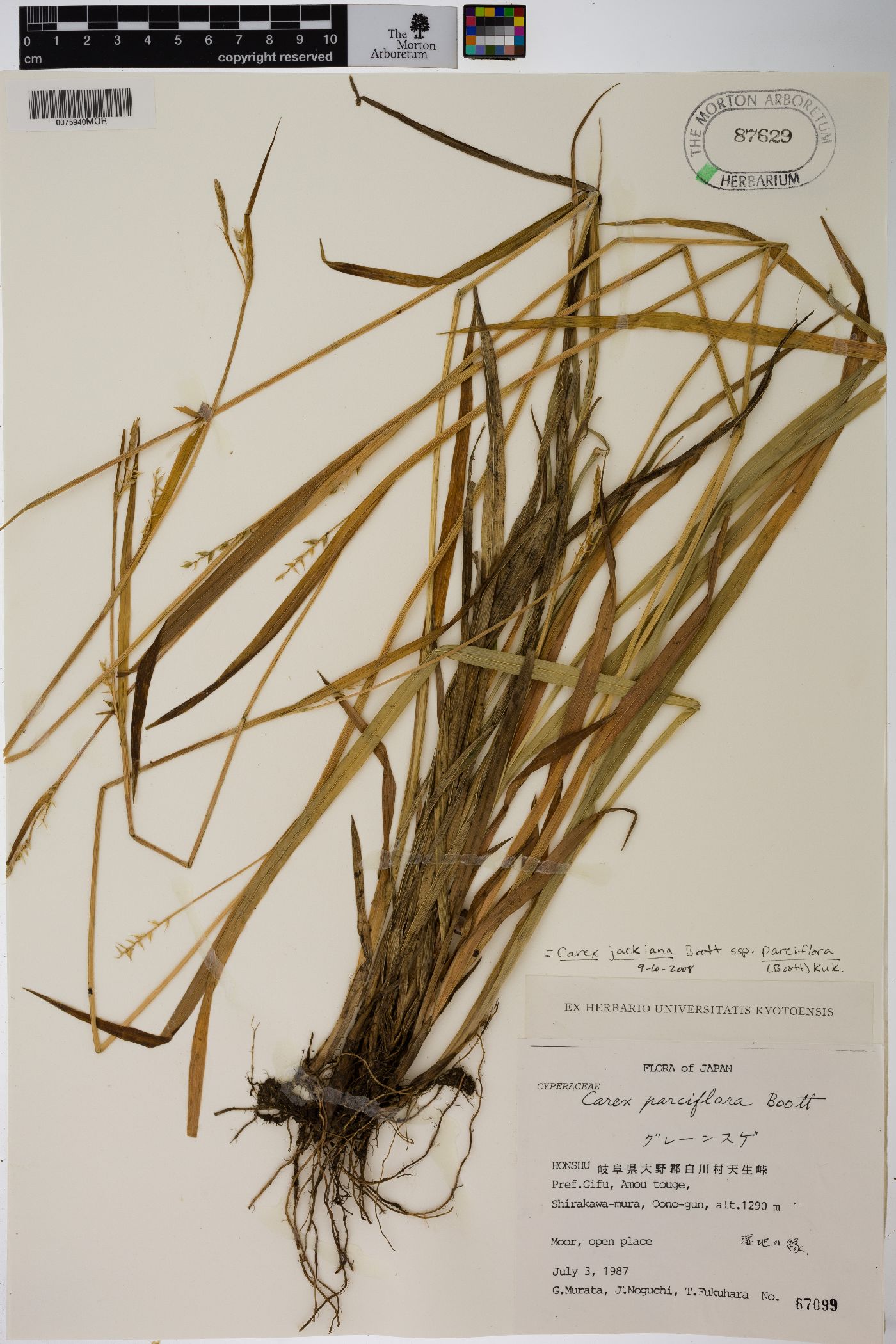 Carex jackiana subsp. parciflora image