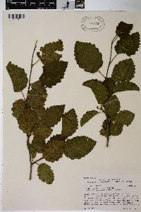 Alnus incana subsp. tenuifolia image