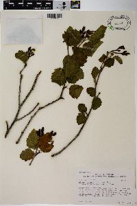 Alnus incana subsp. tenuifolia image