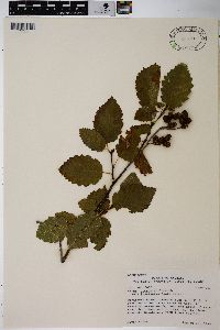 Alnus incana subsp. tenuifolia image