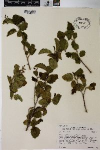 Alnus incana subsp. tenuifolia image