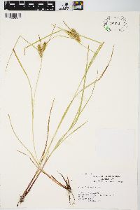 Carex baileyi image