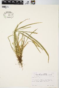 Carex backii image