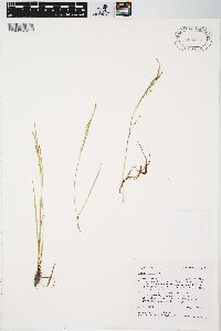 Carex aurea image