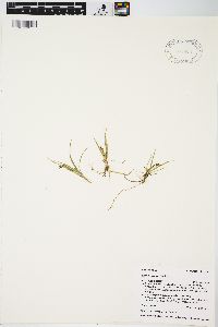 Carex aurea image