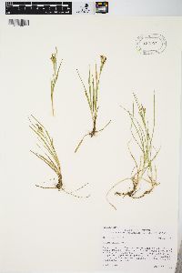 Carex aurea image