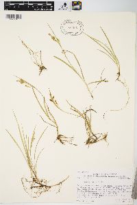 Carex aurea image