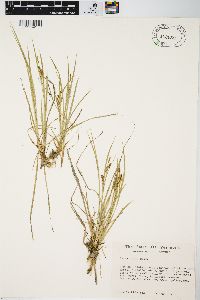 Carex aurea image