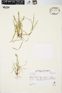 Carex aurea image