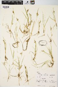 Carex aurea image