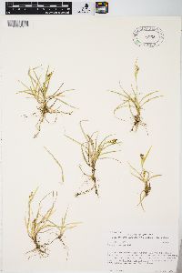 Carex aurea image