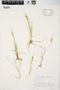 Carex aurea image