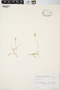 Carex aurea image