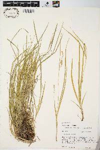 Carex aurea image