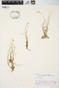 Carex aurea image