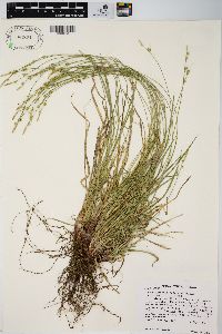 Carex communis var. amplisquama image